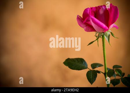 Flowers of beautiful blooming red rose on abstract brown background Stock Photo