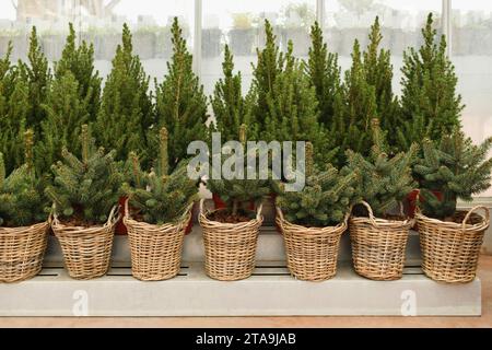 Christmas trees in a red pots for sale on a shop Stock Photo