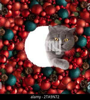British cat peeks out of a round hole of Christmas red decorations. Cute cat and New Year decor. Concept of New Year and Merry Christmas. Stock Photo
