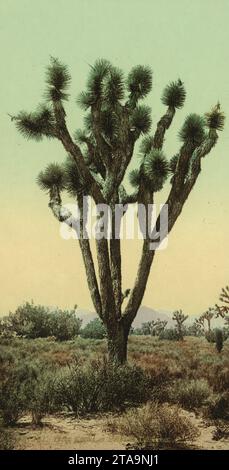 Yucca cactus at Hesperia, San Bernardino County, California 1898. Stock Photo