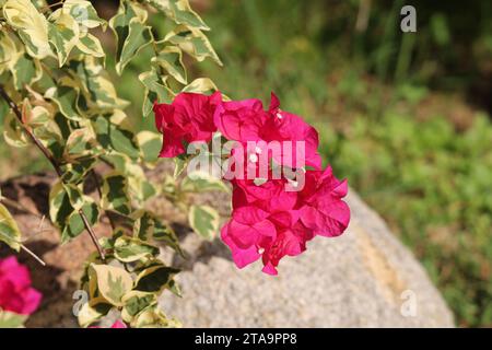 Pink bougainvillea flowers on a plant in a garden Stock Photo