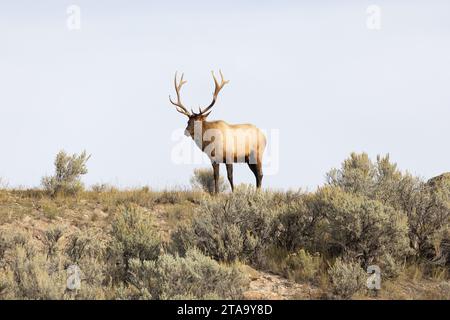 Majestic bull elk in Yellowstone national Park Stock Photo