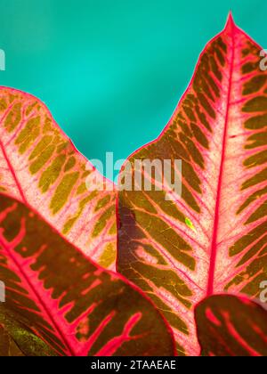 Red color leaf against green color background. Close up view of texture and patterns of leaf. Stock Photo