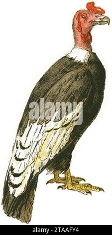 Vintage Vulture Drawing white background. Stock Photo
