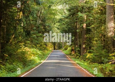 Sunlight passing through green forest onto narrow paved rural road in Washington State Stock Photo