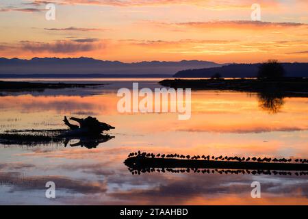 Shorebirds on log watch glowing sunset behind distant Olympic Mountains which reflects in Skagit Bay water Stock Photo