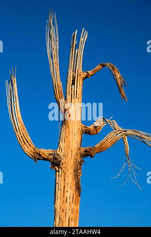 Saguaro skeleton along Pemberton Trail, McDowell Mountain Regional Park, Maricopa County, Arizona Stock Photo