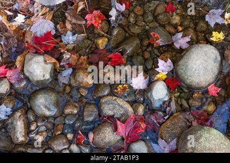 Stones and fallen leaves in the Sunday River in autumn, Newry, Maine Stock Photo