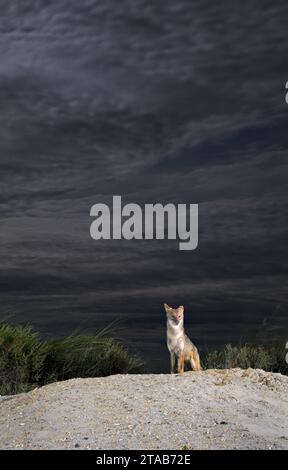 Coyote (Canis latrans) on sand dune at night under cloudy sky, Galveston, Texas. This population is believed to have genes of red wolf (Canis rufus). Stock Photo