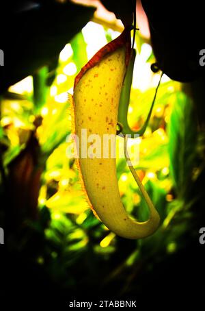 A brightly colored Nepenthes rafflesiana pitcher plant hangs among tropical foliage. (Kingdom Plantae, Order Caryophyllales, Family Nepenthaceae, Genus Nepenthes, Species N. rafflesiana) Stock Photo