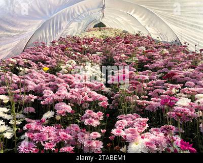 Beautiful pink chrysanthemums blooming in the greenhouse Stock Photo