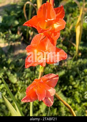 Orange color gladiolus flower in the field Stock Photo