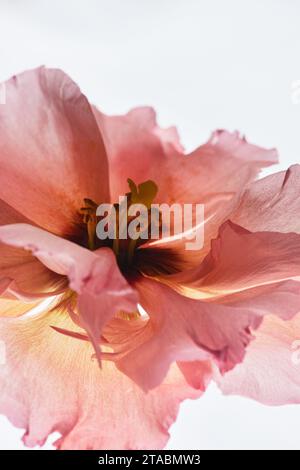 Macro shot of pink delicate flower against light background, copy space Stock Photo