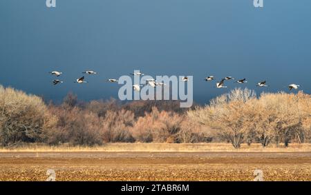 Sandhill cranes flying, Bosque del Apache Wildlife Refuge, New Mexico Stock Photo