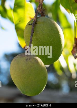 Two green mangoes ripening on the tree, growing fruit, Australia Stock Photo