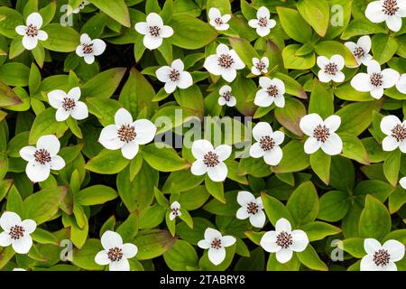 Closeup of dwarf dogwood, Alaska Stock Photo