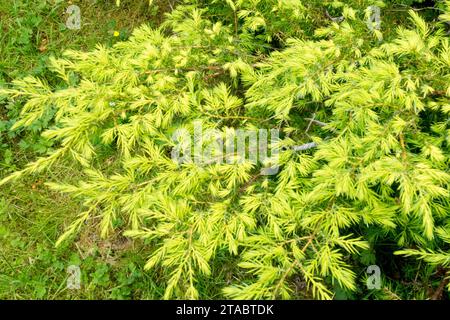Golden Yellow, Common juniper, Juniperus communis 'Depressa Aurea' Stock Photo