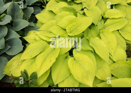 Plantain Lily, Hosta 'Fortunei Aurea', Garden, Hosta, Golden Yellow foliage Stock Photo