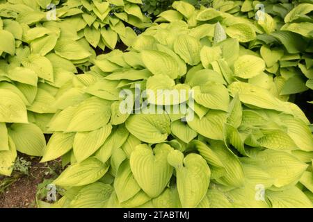 Plantain Lily, Golden Yellow, Garden, Hosta 'Fortunei Aurea' Stock Photo