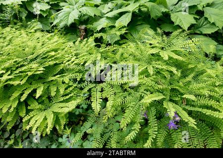 Woodland plants, Adiantum pedatum, American Maidenhair, Five-fingered fern, Garden, Fern, June, Late spring, Green, Shady, Nature, Plant, leaves Stock Photo