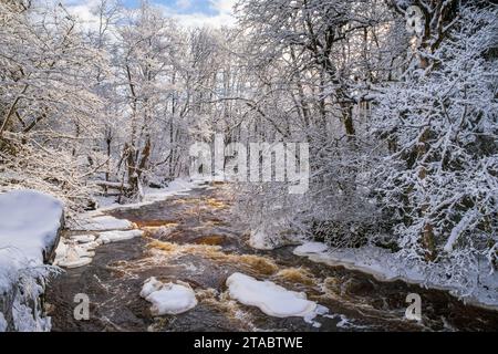 Rapid river in a winter forest Stock Photo