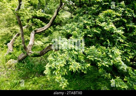 Old, Elm, Tree, Garden, Ulmus x hollandica, Foliage in Spring, Season, Ulmus hollandica 'Jacqueline Hillier' Dutch Elm Stock Photo