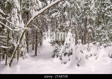 Nature path in a snowy spruce forest in winter Stock Photo