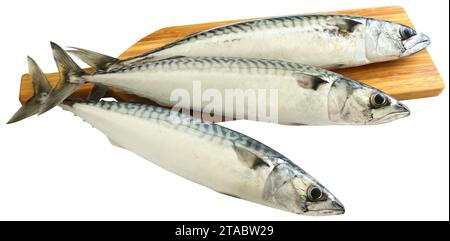 Atlantic mackerel whole ready to prepare Stock Photo