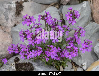 Fairy foxglove, Erinus alpinus, in flower on limestone scree, Alps. Stock Photo