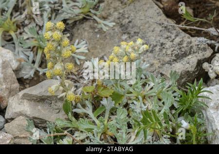 Apennines genepì, Artemisia umbelliformis ssp. eriantha, in flower on limestone scree, Italy. Stock Photo