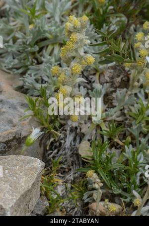 Apennines genepì, Artemisia umbelliformis ssp. eriantha, in flower on limestone scree, Italy. Stock Photo