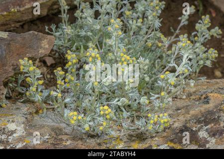 White genepì, or Alpine Wormwood, Artemisia umbelliformis, in flower in the Italian Alps. Stock Photo