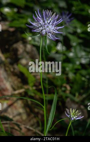 Horned rampion, Phyteuma scheuchzeri ssp scheuchzeri, in flower on limestone cliff, Italian Alps. Stock Photo