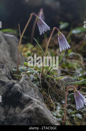 Least Snowbell, Soldanella Minima, in flower in the Dolomites, Italy. Stock Photo