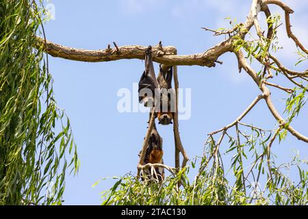 Fruit bats, flying foxes, pteropus hanging from trees Stock Photo