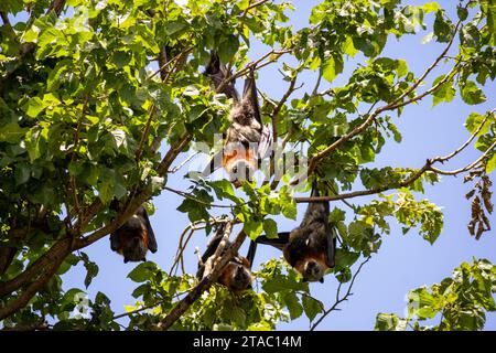 Fruit bats, flying foxes, pteropus hanging from trees Stock Photo