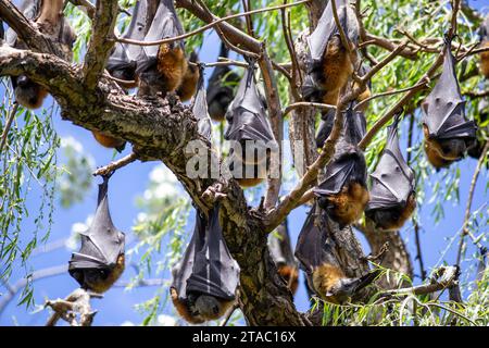 Fruit bats, flying foxes, pteropus hanging from trees Stock Photo