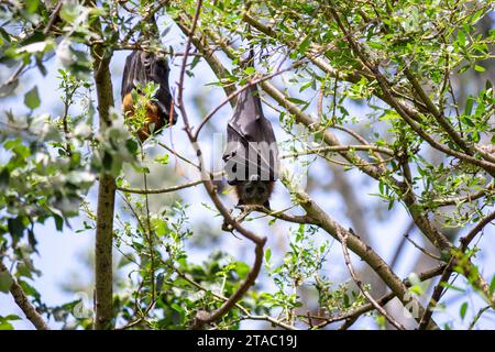 Fruit bats, flying foxes, pteropus hanging from trees Stock Photo