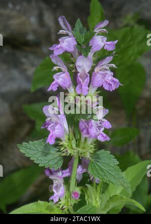 Gargano Deadnettle, Lamium garganicum ssp. laevigatum in flower in the Maritime Alps. Stock Photo