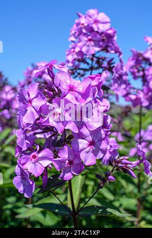Phlox paniculata Purple Eye Flame, Perennial Phlox Purple Eye Flame, purple flowers, with a white eye Stock Photo