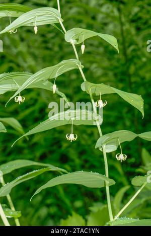Streptopus, Streptopus amplexifolius, in flower in semi-shade in the Maritime Alps. Stock Photo