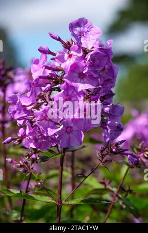 Phlox paniculata Purple Eye Flame, Perennial Phlox Purple Eye Flame, purple flowers, with a white eye Stock Photo
