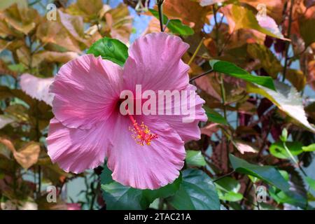 Seminole Pink Hibiscus, Hibiscus rosa-sinensis Seminole Pink, large, pink blooms with deep red eyes; Stock Photo