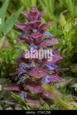 Pyramidal Bugle, Ajuga pyramidalis, in flower in mountain grassland. Stock Photo