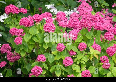 Bigleaf hydrangea Pink Flowers Border Garden Hydrangea macrophylla Mophead hydrangea French hydrangea Hydrangeas July Hydrangea 'Miss Belgium' Group Stock Photo