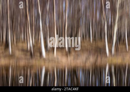 Blur of birch forest in spring, Alaska Stock Photo