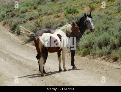 pinto and a grey wild horse standing in a dirt road in the remote sand wash basin wilderness, near maybell, in northwestern colorado Stock Photo