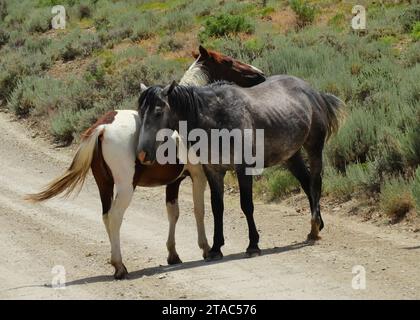 pinto and a grey wild horse standing in a dirt road in the remote sand wash basin wilderness, near maybell, in northwestern colorado Stock Photo