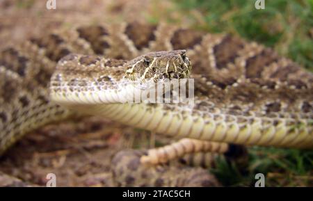 a venomous prairie rattlesnake on the trail  in summer in pawnee national grassland in northeastern colorado near greeley Stock Photo