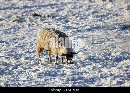 Teesdale, County Durham, UK. 30th November 2023. UK Weather. With temperature lows of minus 4 overnight and with temperatures not expected to rise much above zero, sheep forage under the snow in Teesdale, County Durham, North East England this morning. Credit: David Forster/Alamy Live News Stock Photo